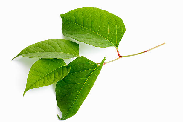 Japanese Knotweed - Know Your Risk